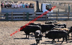 Imagens dos Toiros para a Feira de Outubro 2024 em Vila Franca de Xira 